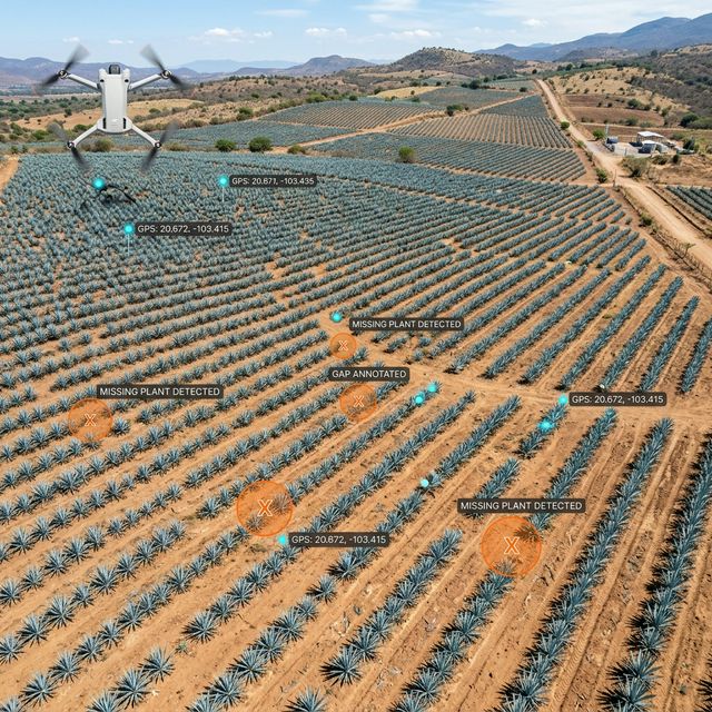 Full field plant classification